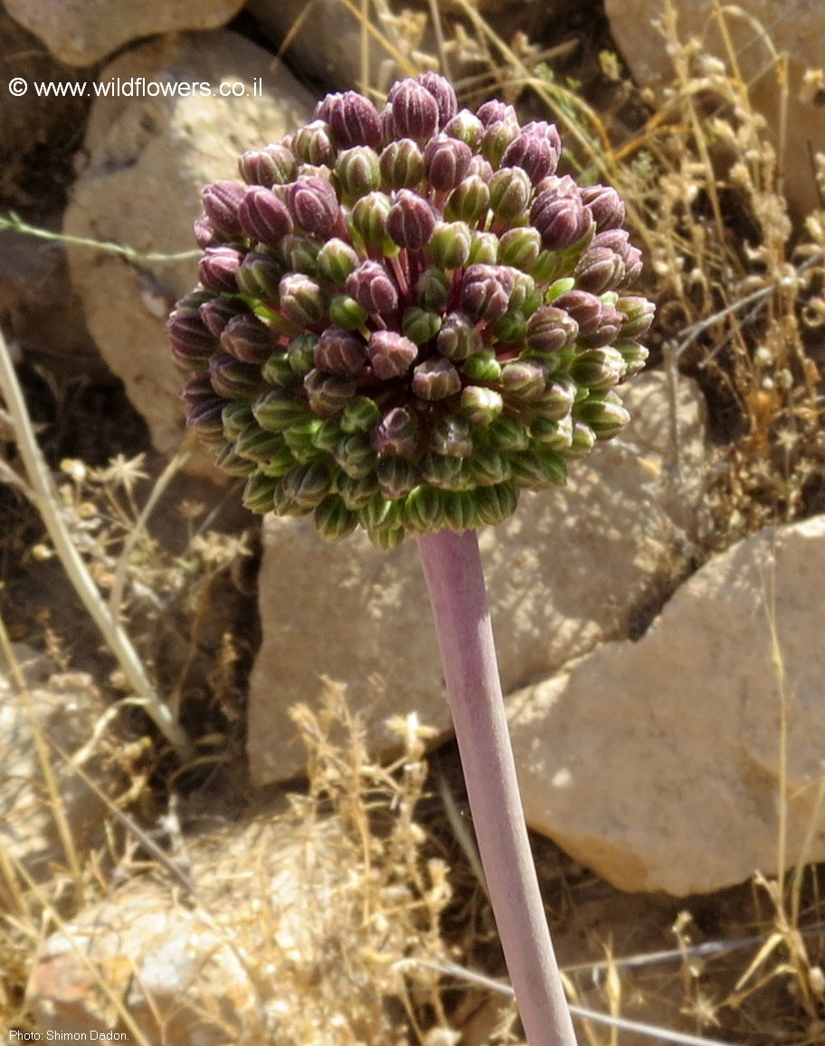 Allium truncatum
